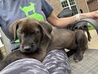 Adopt Chewy / Bonnie~ a Black Labrador Retriever / Standard Schnauzer / Mixed