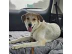 Adopt Fred Weasley a White - with Tan, Yellow or Fawn Great Pyrenees / Mixed dog