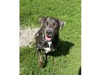 Adopt Aero a Labrador Retriever / Terrier (Unknown Type, Small) / Mixed dog in