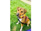 Adopt Peppermint Patty $450 a Boxer / Labrador Retriever / Mixed dog in West