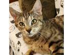 Adopt Eden a Brown Tabby Domestic Shorthair / Mixed cat in Candler