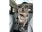 Adopt Merlin $475 a Chow Chow / Mixed dog in West Milwaukee, WI (40776500)