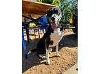 Adopt Bartleby $400 a Border Collie / Mixed dog in West Milwaukee, WI (40190480)