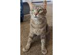 Adopt Rose a Gray, Blue or Silver Tabby Domestic Shorthair / Mixed (short coat)