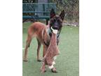 Adopt Cane a Brown/Chocolate - with Black Belgian Malinois / Mixed dog in Walnut
