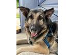 Adopt Lotte a Tan/Yellow/Fawn German Shepherd Dog / Norwegian Elkhound dog in