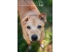 Adopt Annie a Labrador Retriever / Chow Chow dog in Douglasville, GA (39646903)