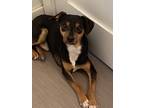 Adopt Elmer a Black Miniature Pinscher dog in Bolivar, MO (41393609)