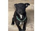 Adopt Jake a Black Labrador Retriever / Black Mouth Cur dog in Bolivar