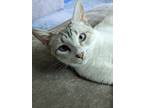 Adopt Baker a Siamese (short coat) cat in Dallas, TX (41393596)
