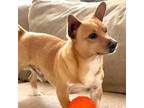 Adopt Mango a Tan/Yellow/Fawn - with White Mixed Breed (Medium) dog in Colorado