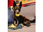 Adopt BlackBerry a Black Mixed Breed (Medium) dog in Colorado Springs