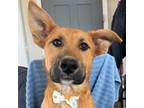 Adopt Bear a Tan/Yellow/Fawn - with Black Mixed Breed (Medium) dog in Colorado