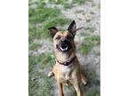 Adopt Archie a Tan/Yellow/Fawn - with Black Basenji / Pit Bull Terrier dog in