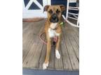 Adopt Indigo (I Litter) a Tan/Yellow/Fawn - with White Boxer / Labrador