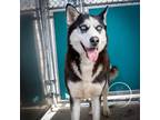 Adopt Charlotte a Black - with White Siberian Husky / Mixed dog in Brewster