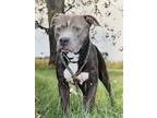 Adopt Fracture + a Gray/Silver/Salt & Pepper - with White Pit Bull Terrier dog