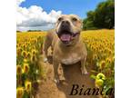 Adopt Bianca a American Pit Bull Terrier / Mixed dog in Springfield