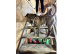 Adopt Shelby a Brindle Pit Bull Terrier / Labrador Retriever dog in Oakwood
