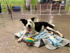 Adopt Ellie a White Border Collie / Mixed dog in Elmsford, NY (40353163)