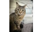 Adopt Jewel a Maine Coon cat in Calimesa, CA (41458126)