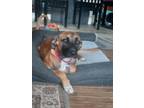 Adopt Marla a Brown/Chocolate Australian Shepherd dog in Oak Bluffs