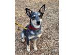 Adopt Chente a Black - with Gray or Silver Australian Cattle Dog / Mixed dog in