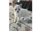 Adopt Abbey a Spotted Tabby/Leopard Spotted Domestic Mediumhair / Mixed (long