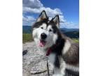 Adopt Booky a Black - with White Siberian Husky / Mixed dog in Oak Bluffs