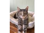 Adopt Channi a All Black American Shorthair / Mixed (short coat) cat in