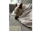 Adopt Phoebe a Tricolor (Tan/Brown & Black & White) Pit Bull Terrier / Blue