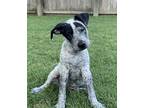 Adopt Bindy a Black - with White Shepherd (Unknown Type) / Pointer dog in