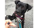 Adopt Delilah a Black American Staffordshire Terrier / Mixed Breed (Medium) dog