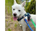 Adopt Brody Button a White Jindo / Mixed Breed (Medium) dog in Whitestone
