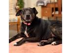 Adopt Lacey a Black - with White Feist / Mixed Breed (Medium) dog in Whitestone