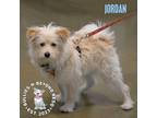 Adopt Jordan a Tricolor (Tan/Brown & Black & White) American Eskimo Dog /