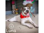 Adopt Luna a Tricolor (Tan/Brown & Black & White) Pit Bull Terrier dog in Omaha