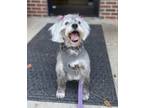 Adopt Bonnie a Gray/Silver/Salt & Pepper - with Black Schnauzer (Standard) /