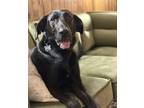 Adopt Tahoe a Black Labrador Retriever / Great Dane dog in Mooresville