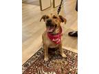 Adopt Kali a Tan/Yellow/Fawn - with White German Shepherd Dog dog in