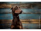 Adopt Kane (Rain) a Red/Golden/Orange/Chestnut Doberman Pinscher / Mixed dog in