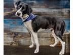 Adopt Ruffles (Belinda) a White - with Black Pointer / Border Collie dog in