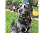 Adopt Emma a Black Labradoodle / Mixed dog in Orlando, FL (41351483)