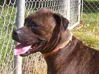 Adopt Cassie a Brindle Boxer / Pug dog in Osgood, IN (41447356)