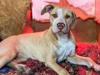 Adopt Wiggle-B a American Pit Bull Terrier / Mixed Breed (Medium) / Mixed dog in