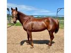 Adopt Cat `Cutters D Bar Chex` a Quarterhorse