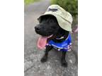 Adopt Gigi a American Pit Bull Terrier dog in Buffalo, NY (41458132)
