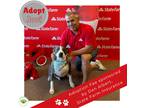 Adopt Jovi (aka Soldier) a Gray/Silver/Salt & Pepper - with White Pit Bull