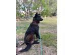 Adopt Morgan - Located in CA a Black Belgian Malinois dog in Imlay City