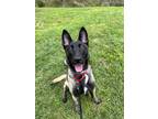 Adopt Lucky - Located in Florida a Brown/Chocolate - with Black Belgian Malinois